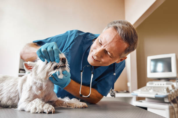 Best Emergency Dental Care for Broken or Chipped Teeth in Ord, NE